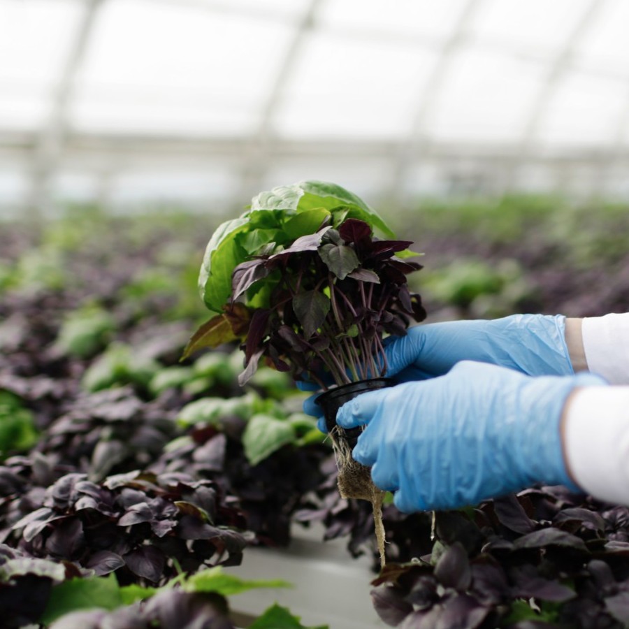 Image representing Agrochemicals 